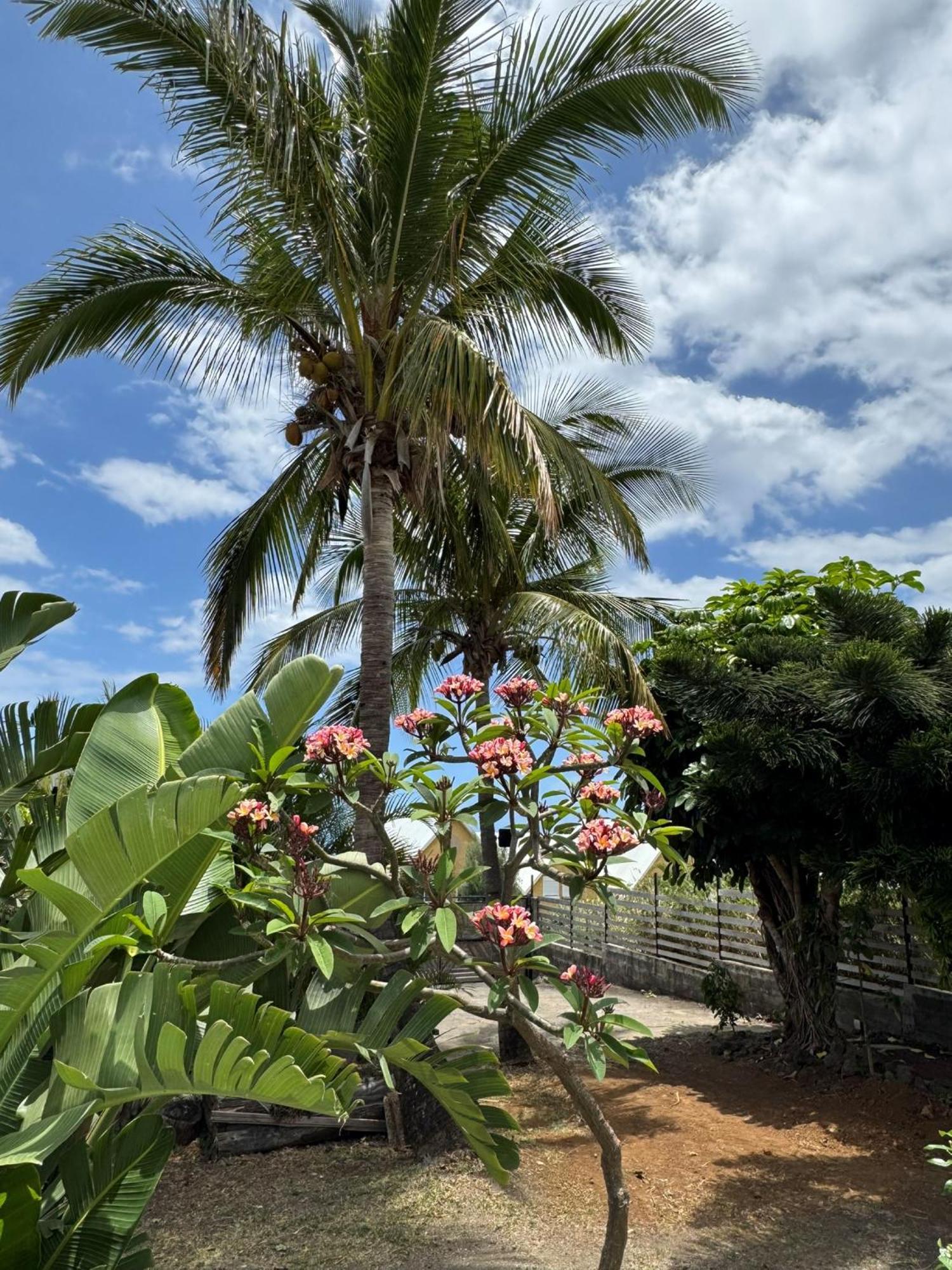 La Bananeraie Apt 35M2 Piscine Jardin Tropical Parking Prive Saint-Leu Eksteriør billede